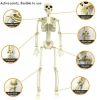 Halloween Skeletons 2 Pcs, Full Body Posable Joints Skeletons Decoration